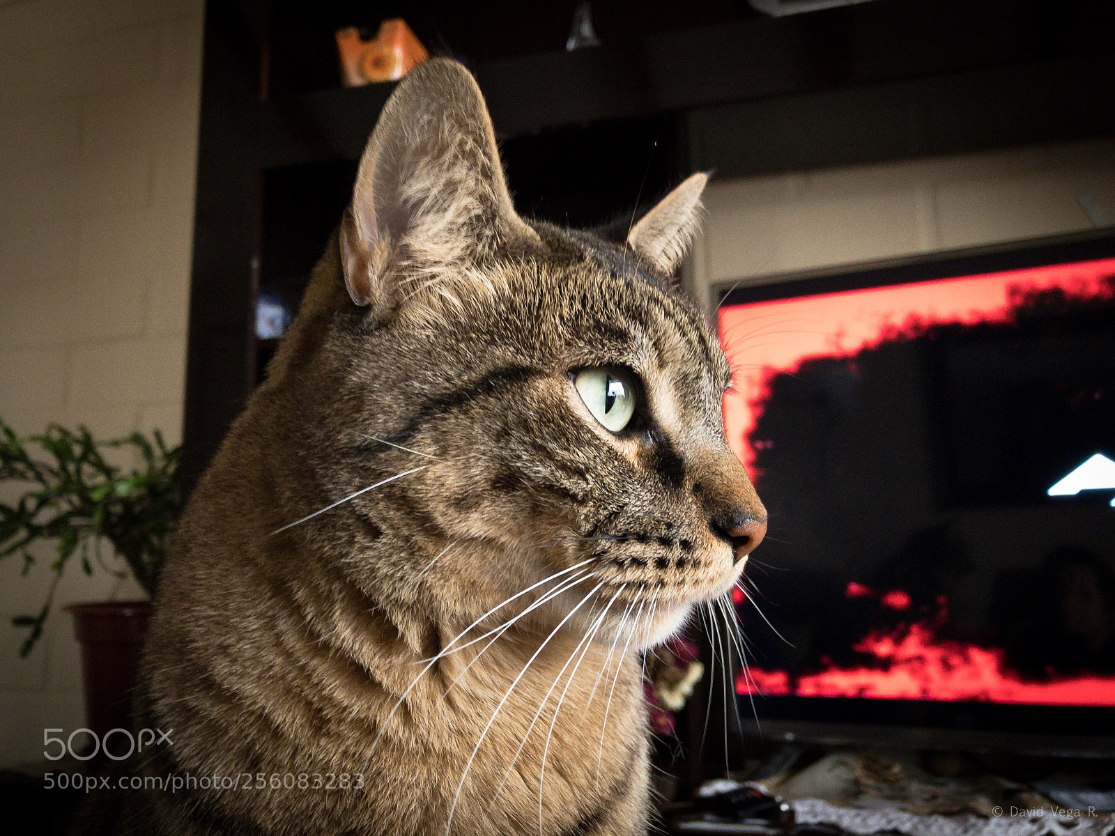 Apple iPhone 8 sample photo. Cat photography