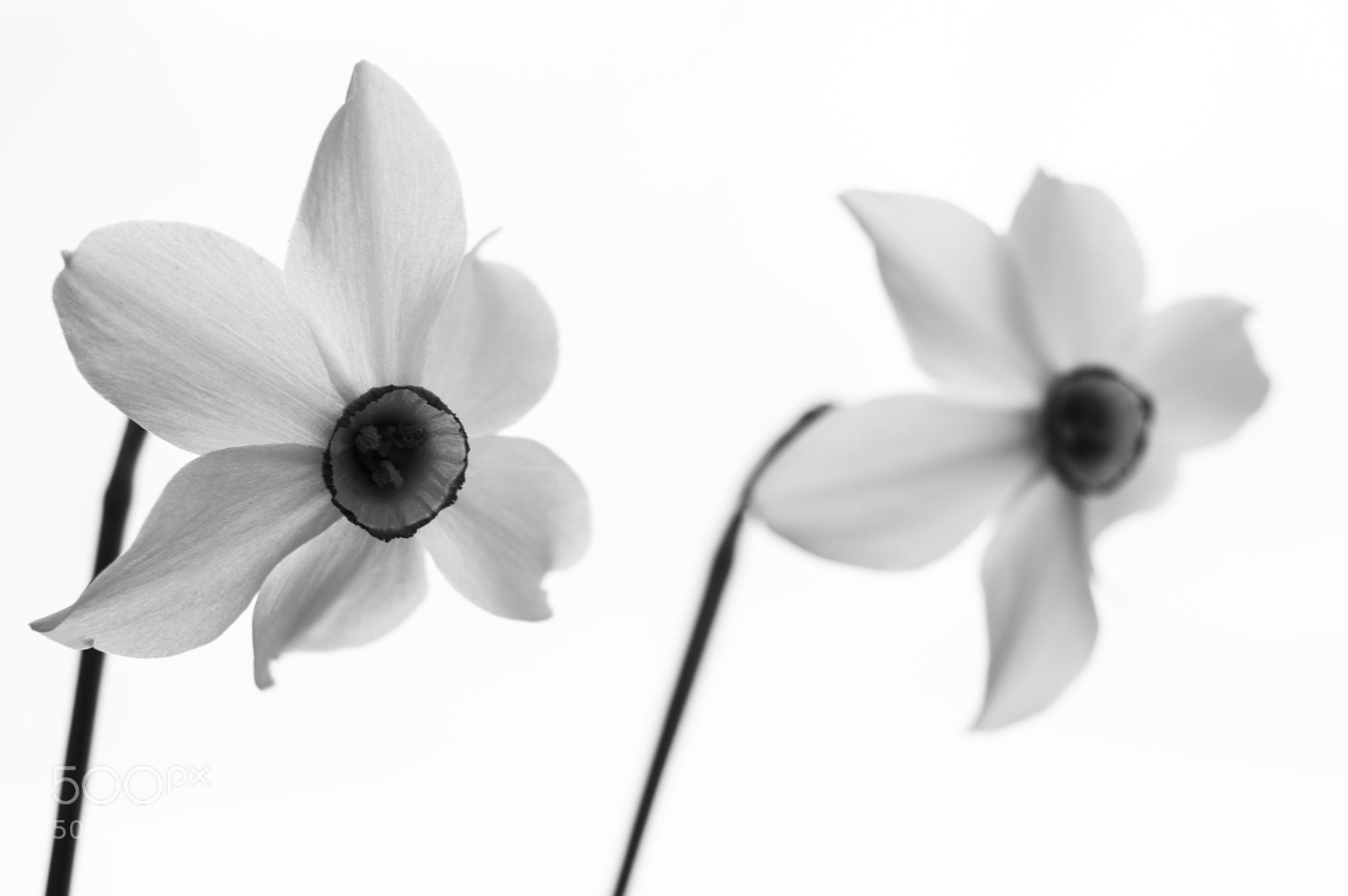 Nikon D3200 sample photo. Daffodils photography