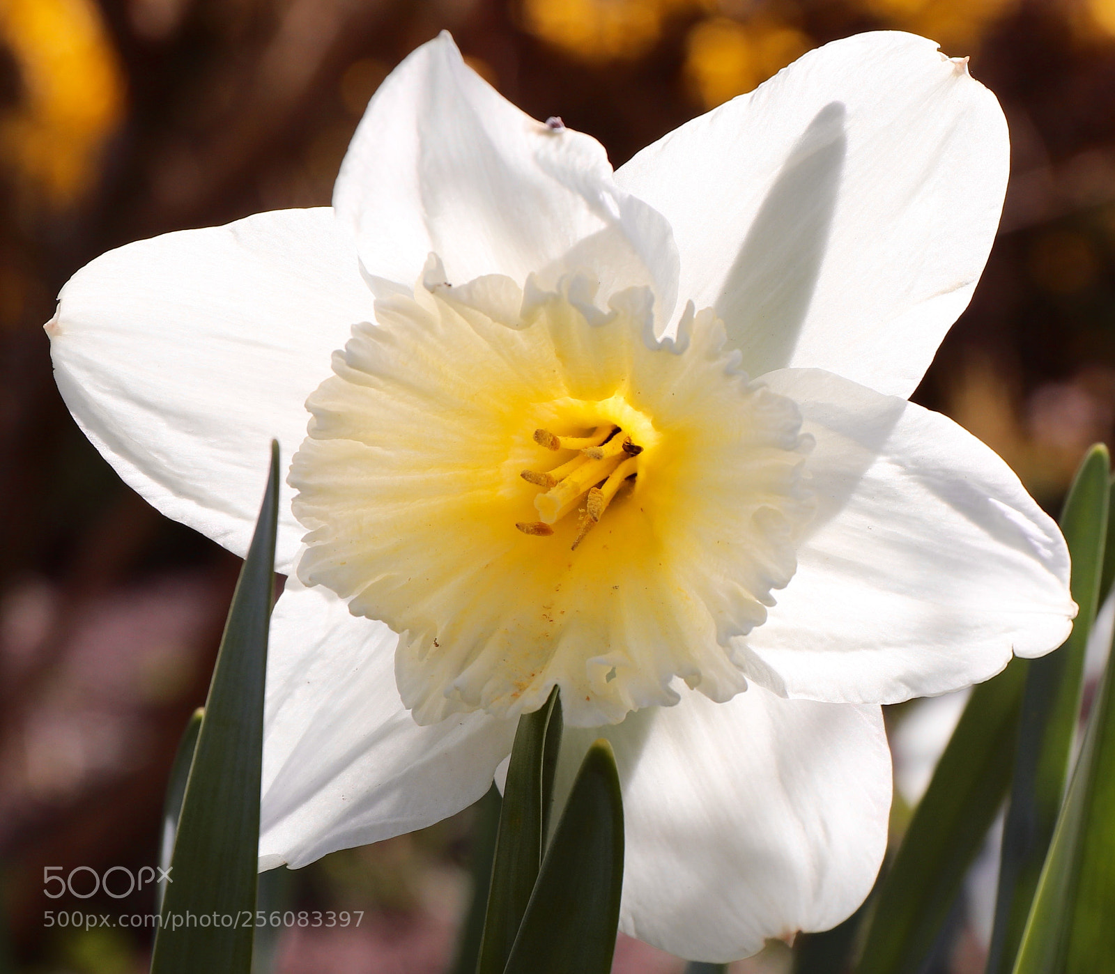 Canon EOS 77D (EOS 9000D / EOS 770D) sample photo. Daffodil in the garden photography