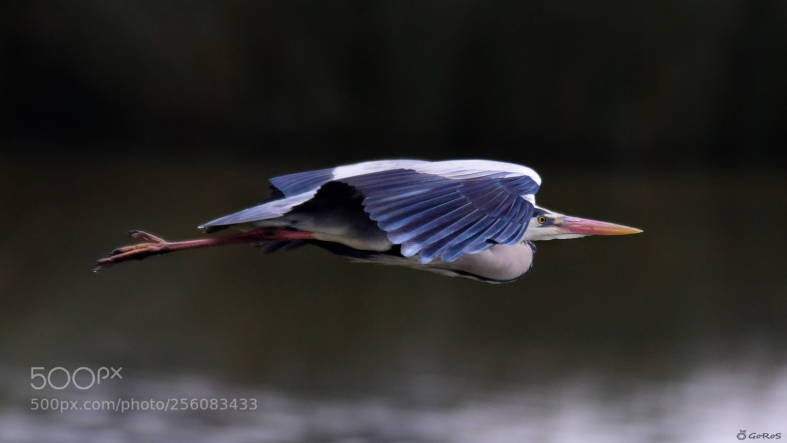 Nikon D500 sample photo. Ardea cinerea photography