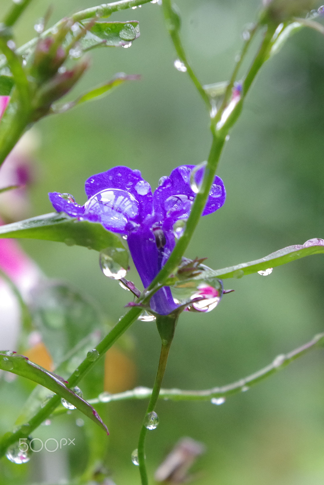 smc PENTAX-DA L 18-55mm F3.5-5.6 sample photo. () photography