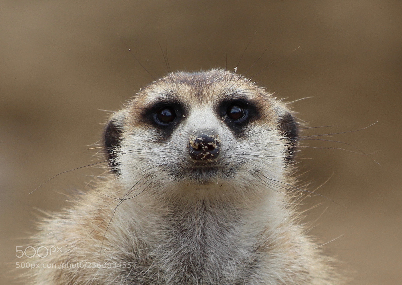 Canon EOS 700D (EOS Rebel T5i / EOS Kiss X7i) sample photo. Meerkat photography