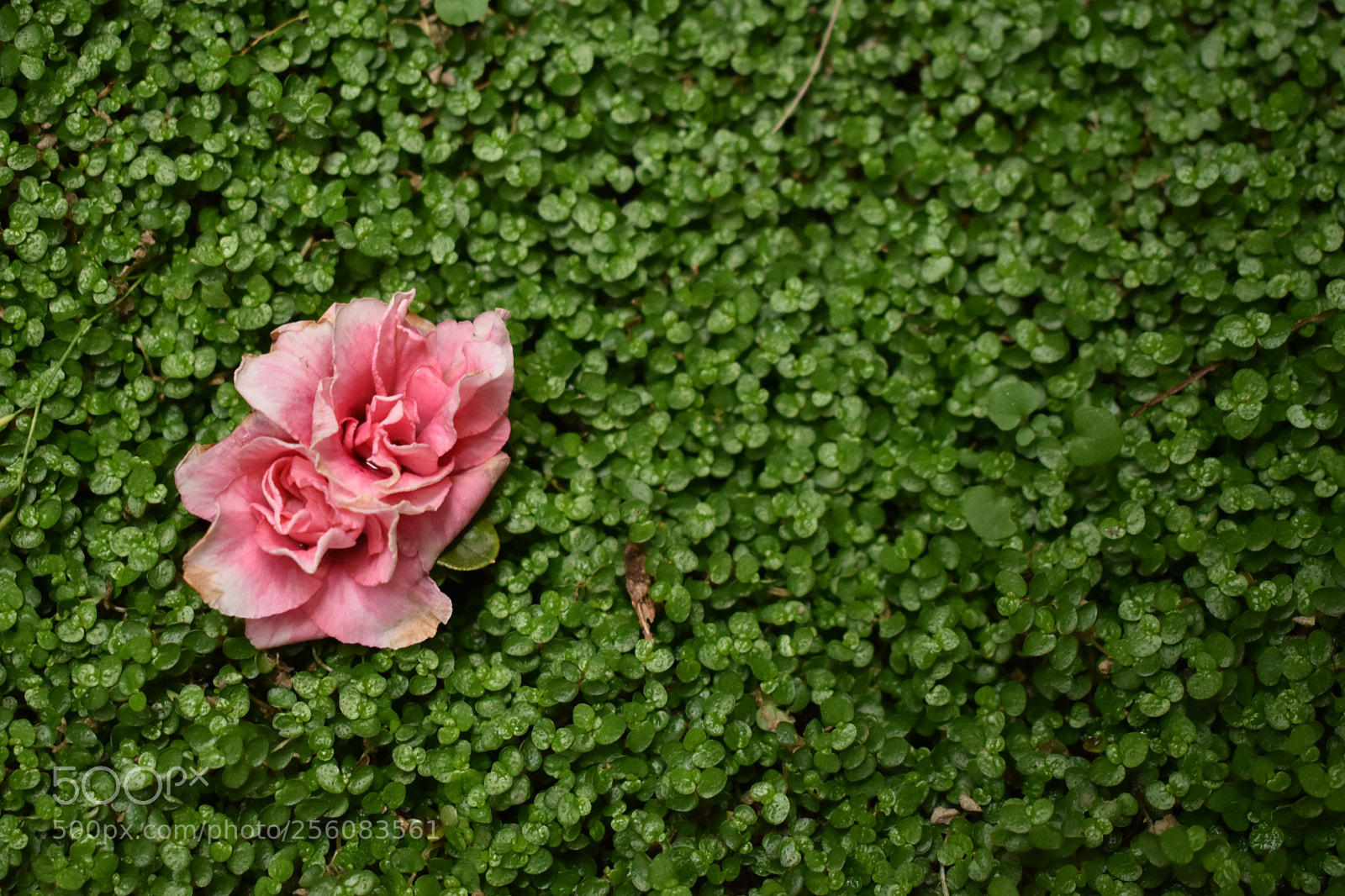 Nikon D3400 sample photo. Untitled photography