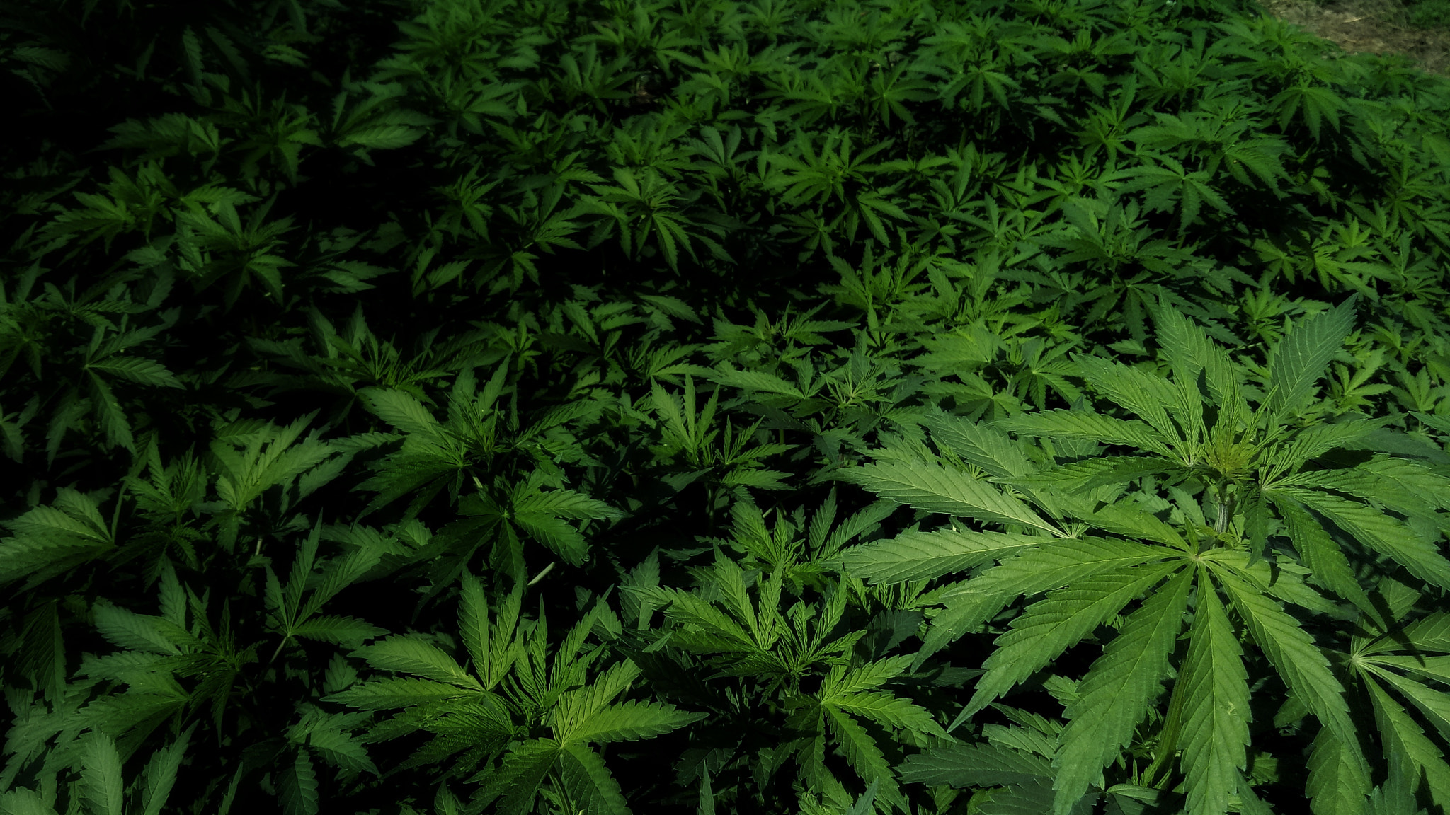 OPPO CPH1609 sample photo. Weed breed photography