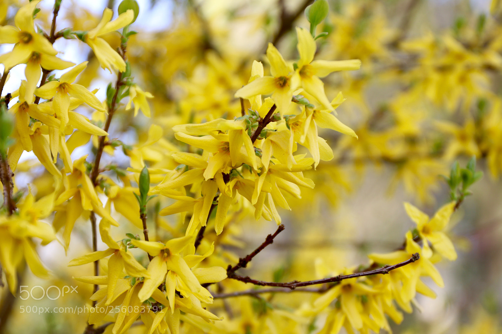 Canon EOS 77D (EOS 9000D / EOS 770D) sample photo. Forsythia photography