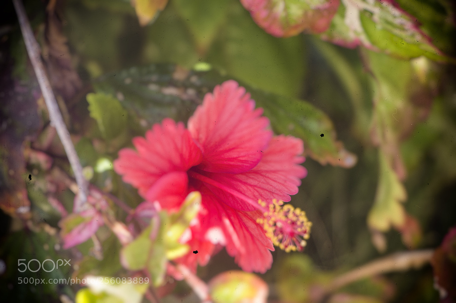 Canon EOS 70D sample photo. Morning bloom photography