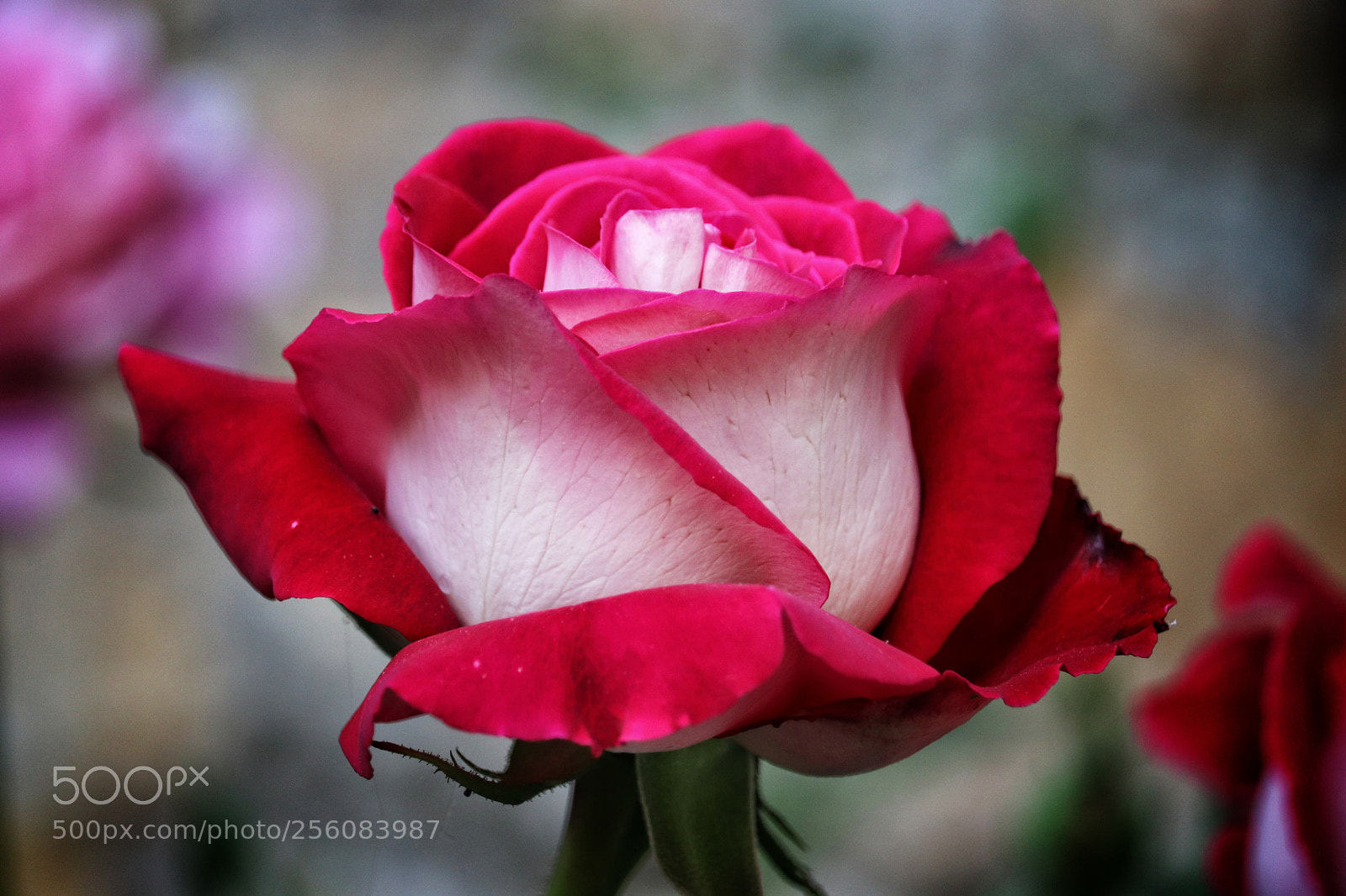 Canon EOS 800D (EOS Rebel T7i / EOS Kiss X9i) sample photo. Red-white rose photography