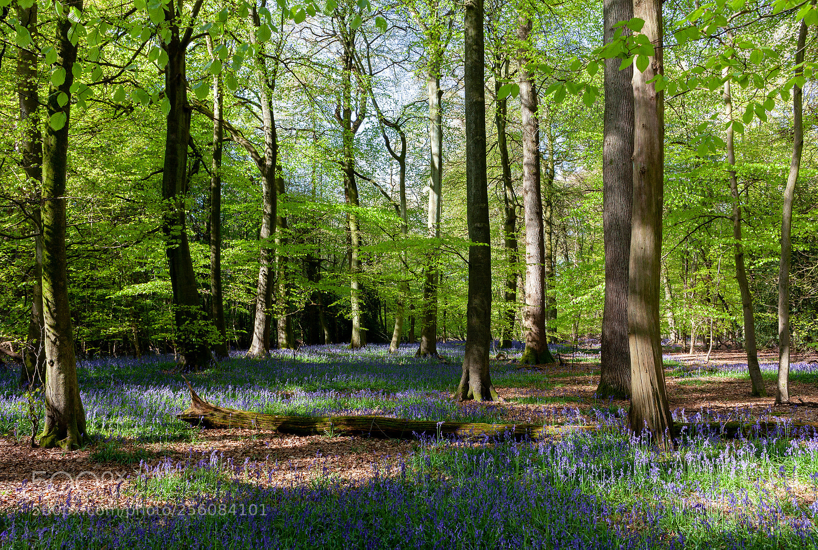 Canon EOS 5D Mark II sample photo. Bluebells at aston rowant photography