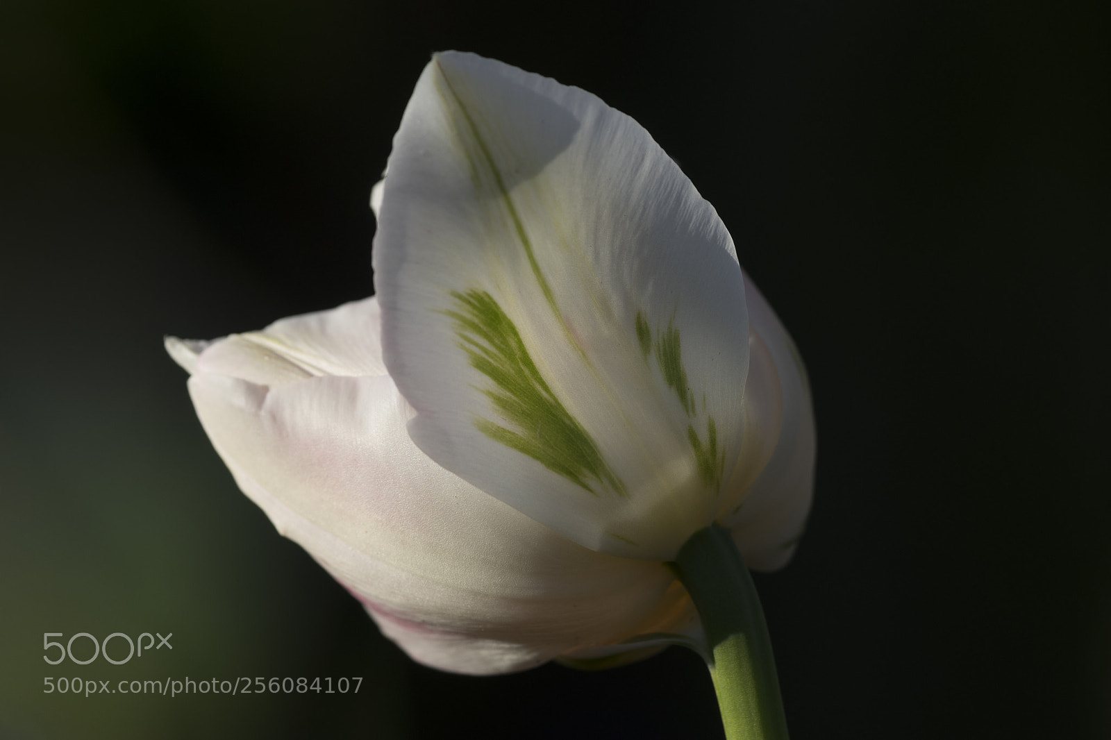 Sony a7 sample photo. Green flame photography
