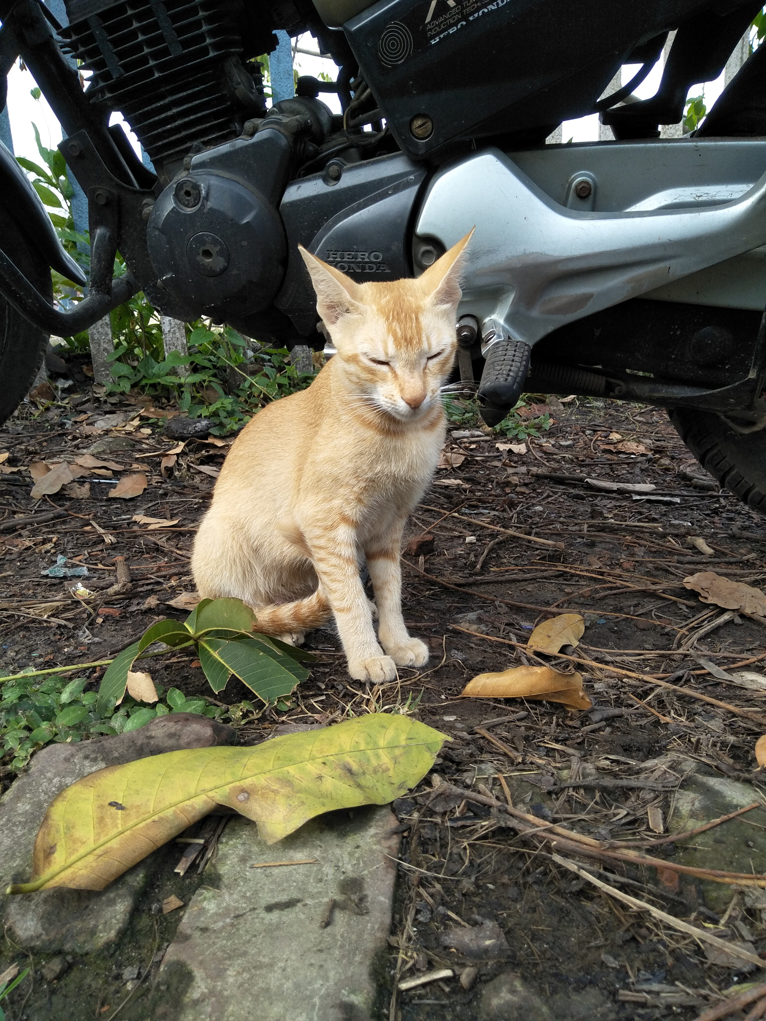 OPPO CPH1701 sample photo
