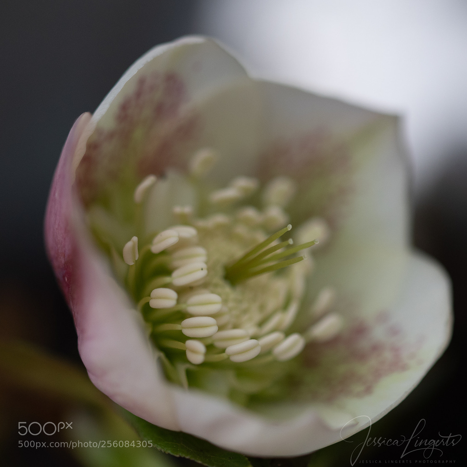 Nikon D750 sample photo. Helleborus photography
