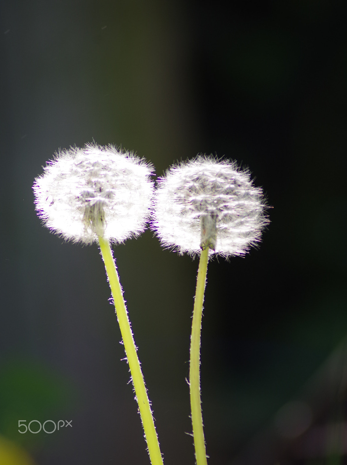 Tamron AF 70-300mm F4-5.6 LD Macro 1:2 sample photo. () photography