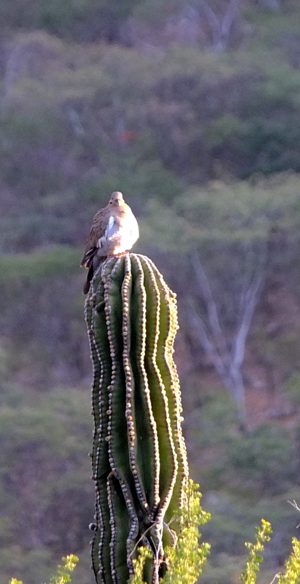 Fujifilm X-S1 sample photo. Cactuscolom photography