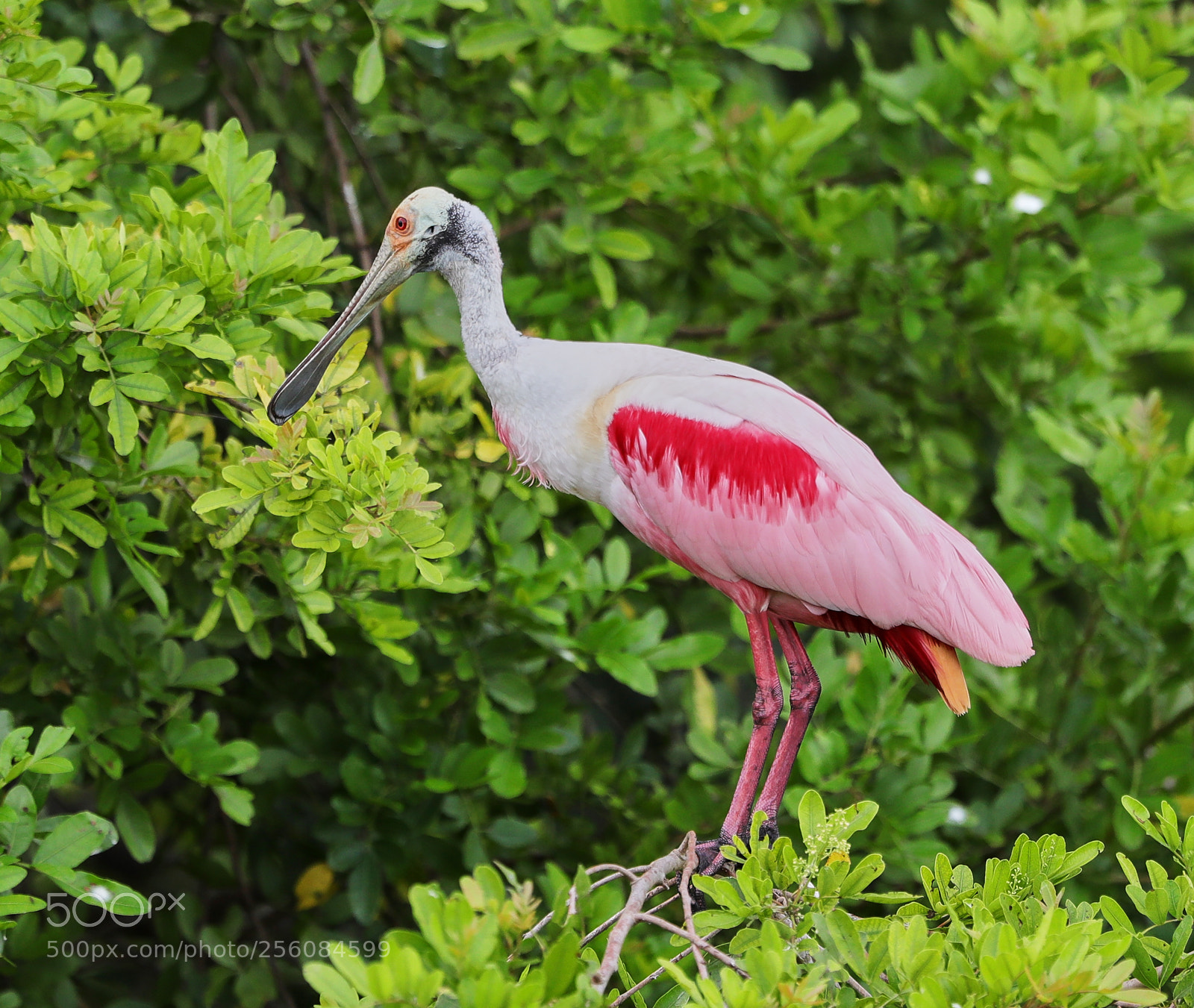 Canon EOS-1D X Mark II sample photo. 05-01-18-0015778.jpg photography