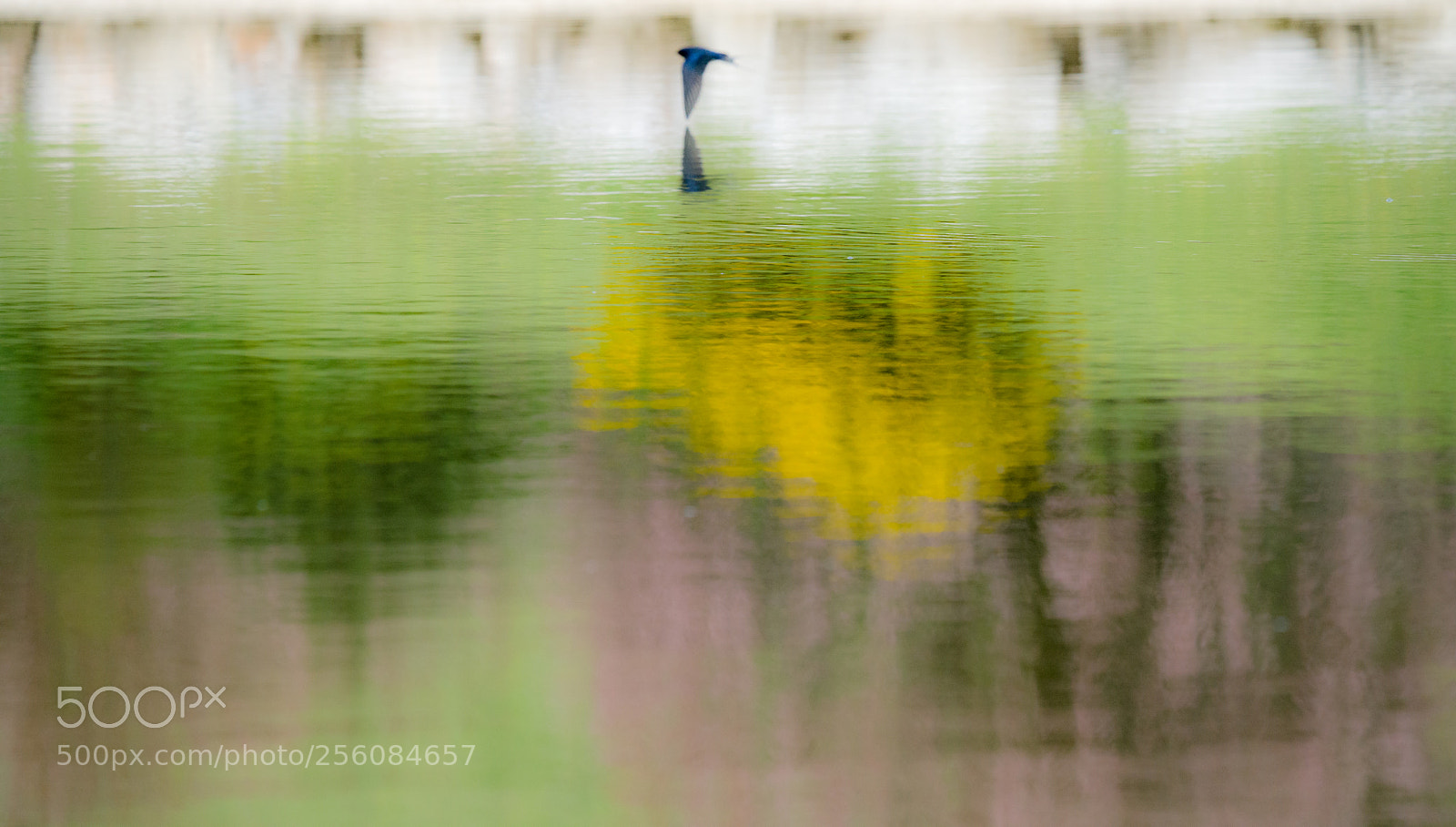 Sony a7R II sample photo. Bloomed water photography
