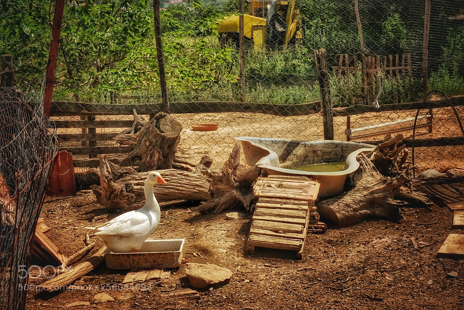 Sony a6000 sample photo. Duck photography