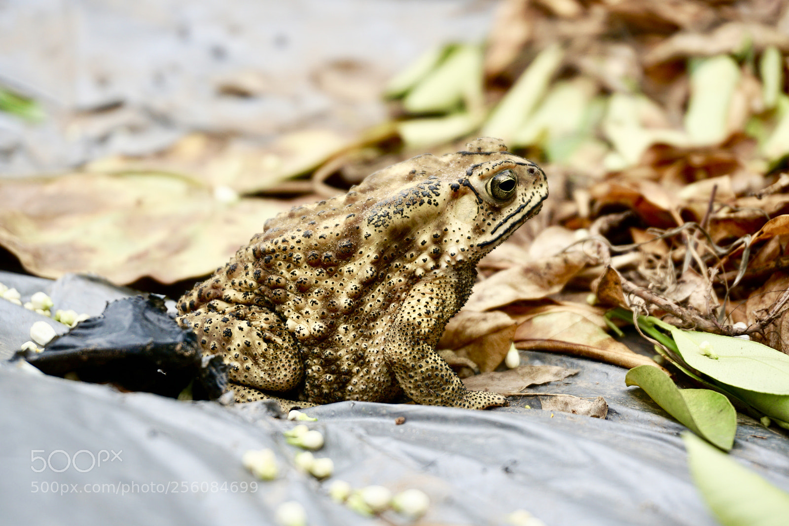 Sony a6000 sample photo. The toad photography