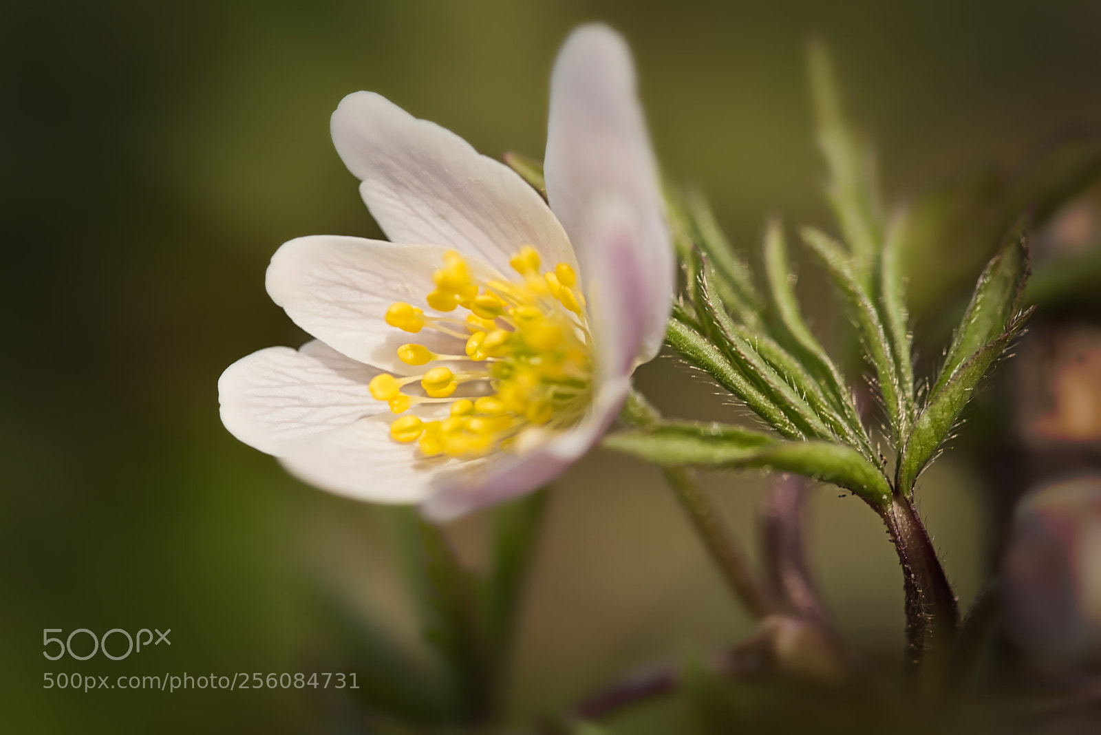 Nikon D750 sample photo. Spring flower photography