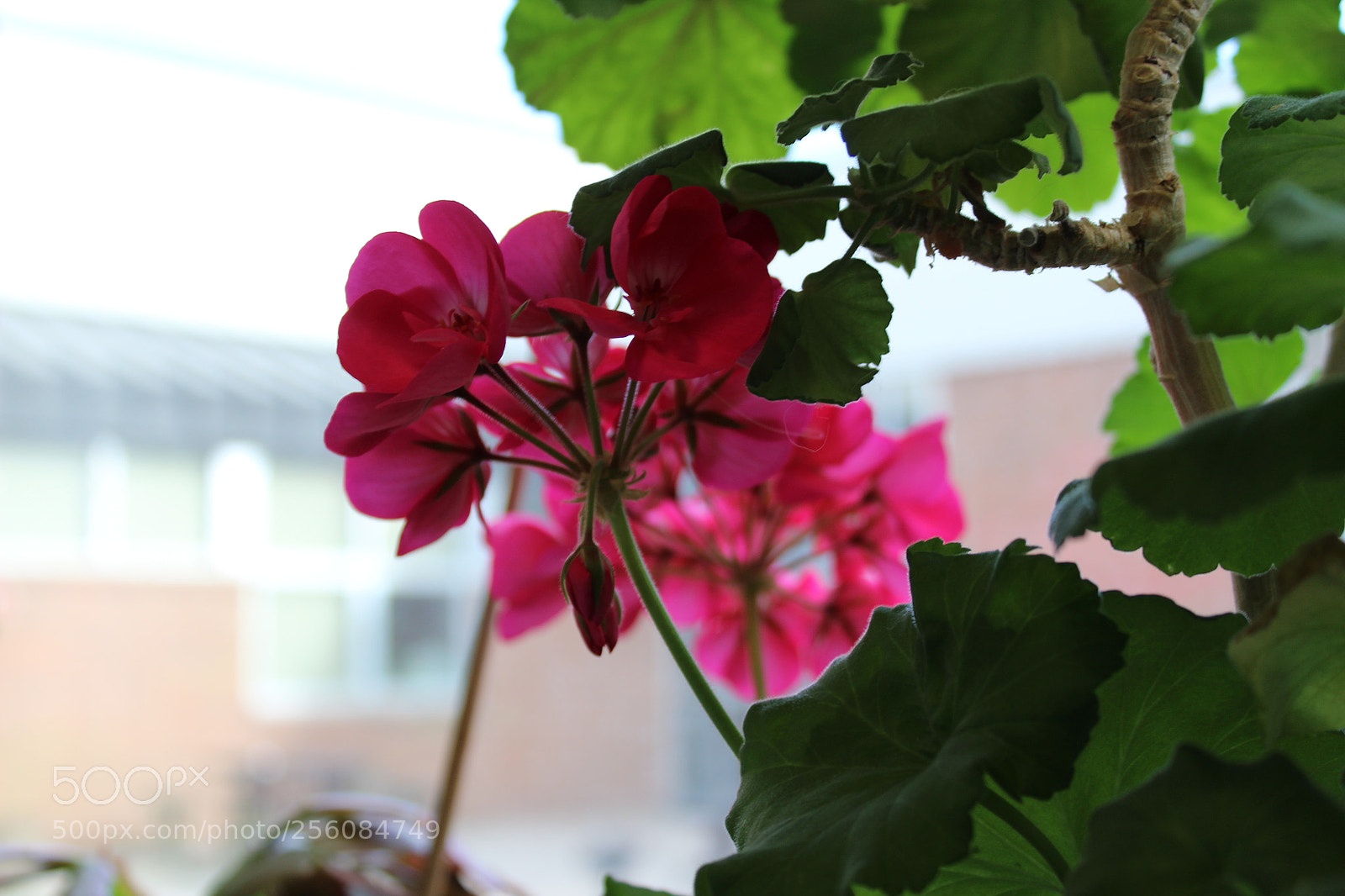 Canon EOS 1300D (EOS Rebel T6 / EOS Kiss X80) sample photo. Pink power flower photography