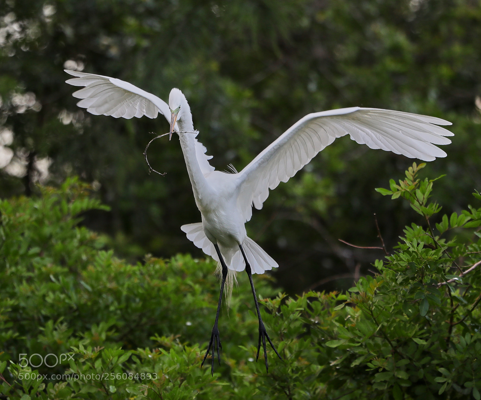 Canon EOS-1D X Mark II sample photo. 05-01-18-0015760.jpg photography