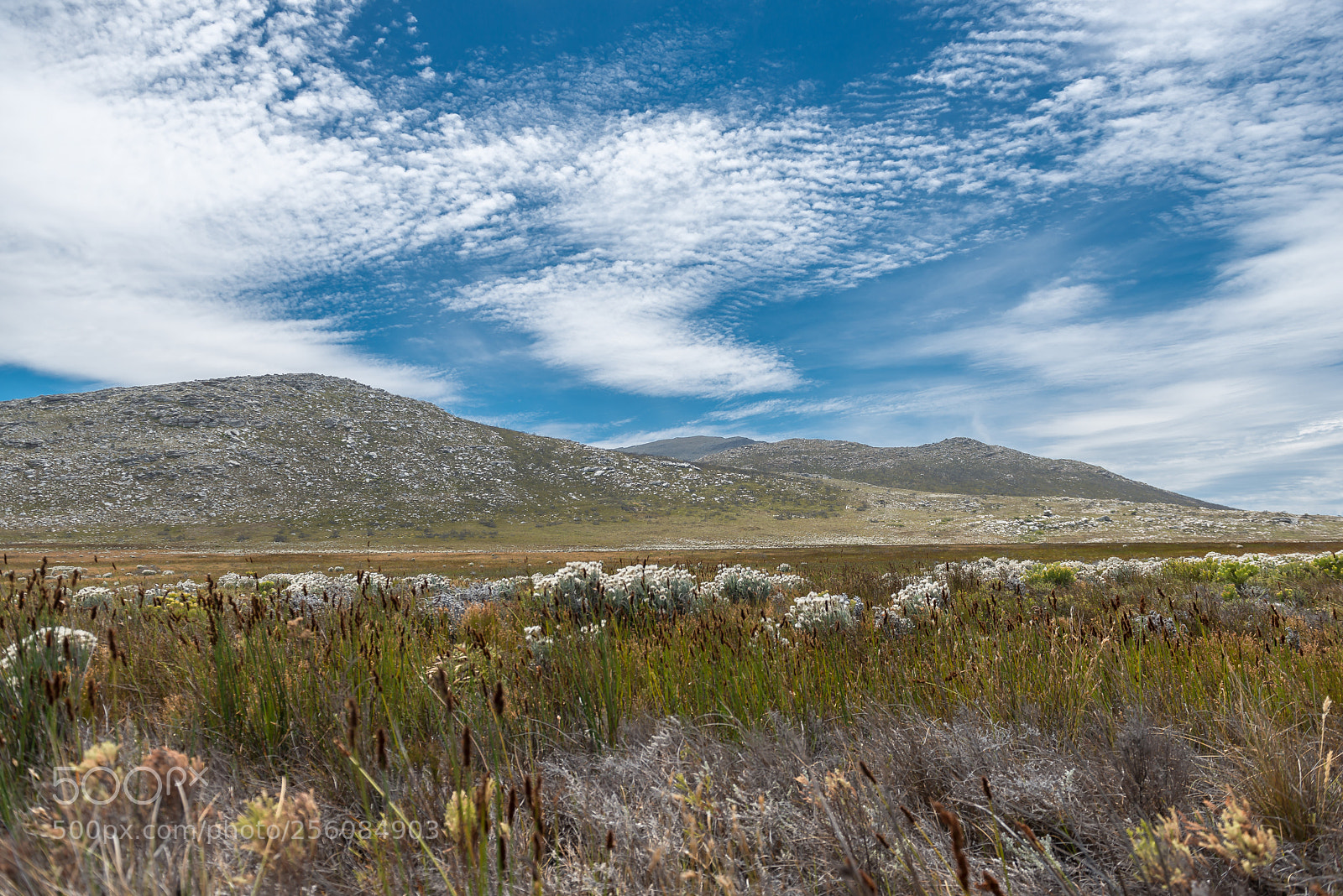 Nikon D800 sample photo. Cape floristic kingdom photography