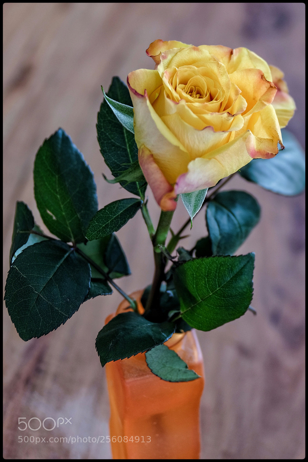 Fujifilm X-T1 sample photo. Colors of nature photography