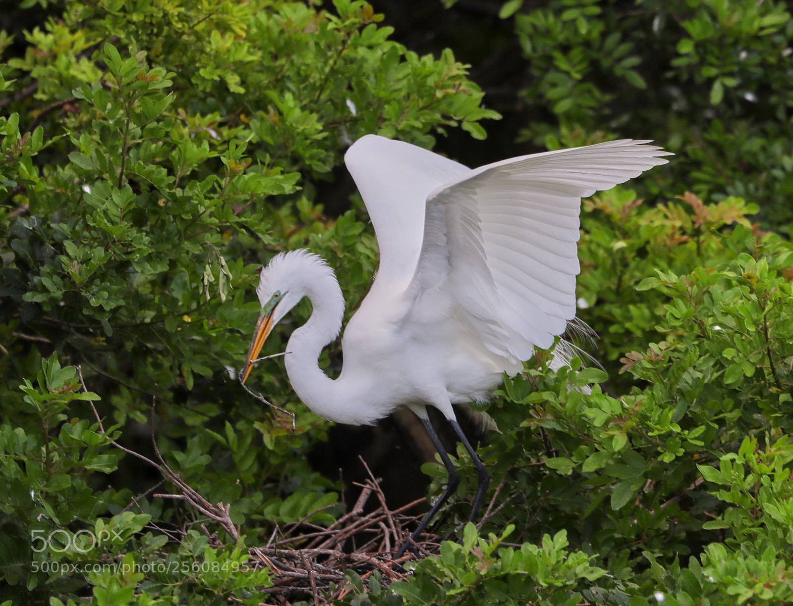 Canon EOS-1D X Mark II sample photo. 05-01-18-0015749.jpg photography