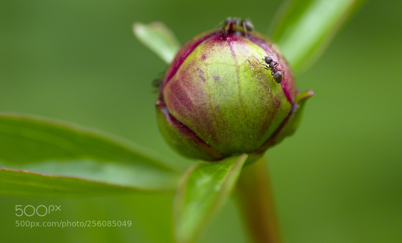 Nikon D5600 sample photo. Bouton de pivoine photography