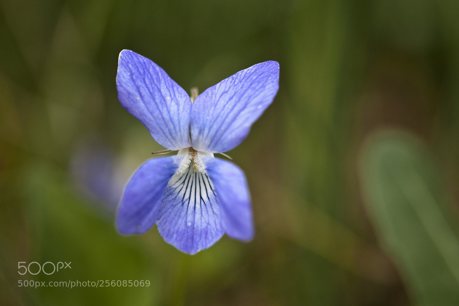 Nikon D300S sample photo. Spring flower photography