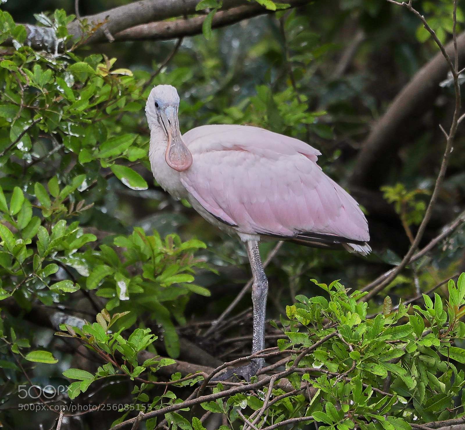 Canon EOS-1D X Mark II sample photo. 05-01-18-0015743.jpg photography