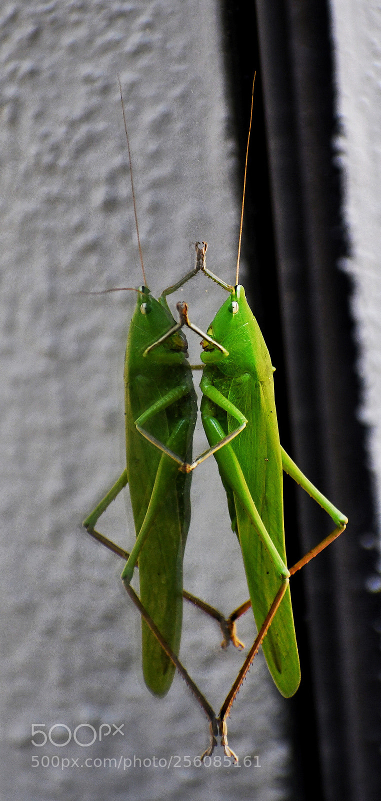 Nikon D7500 sample photo. Admiring me. photography