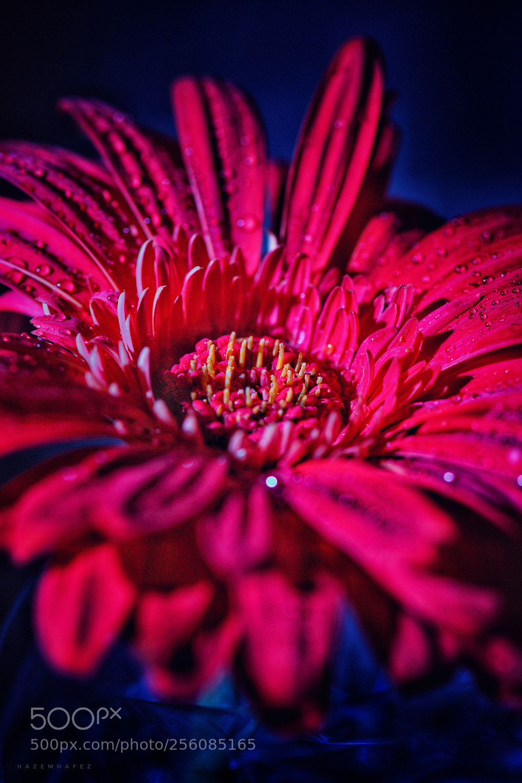 Nikon D810 sample photo. Electric beauty photography