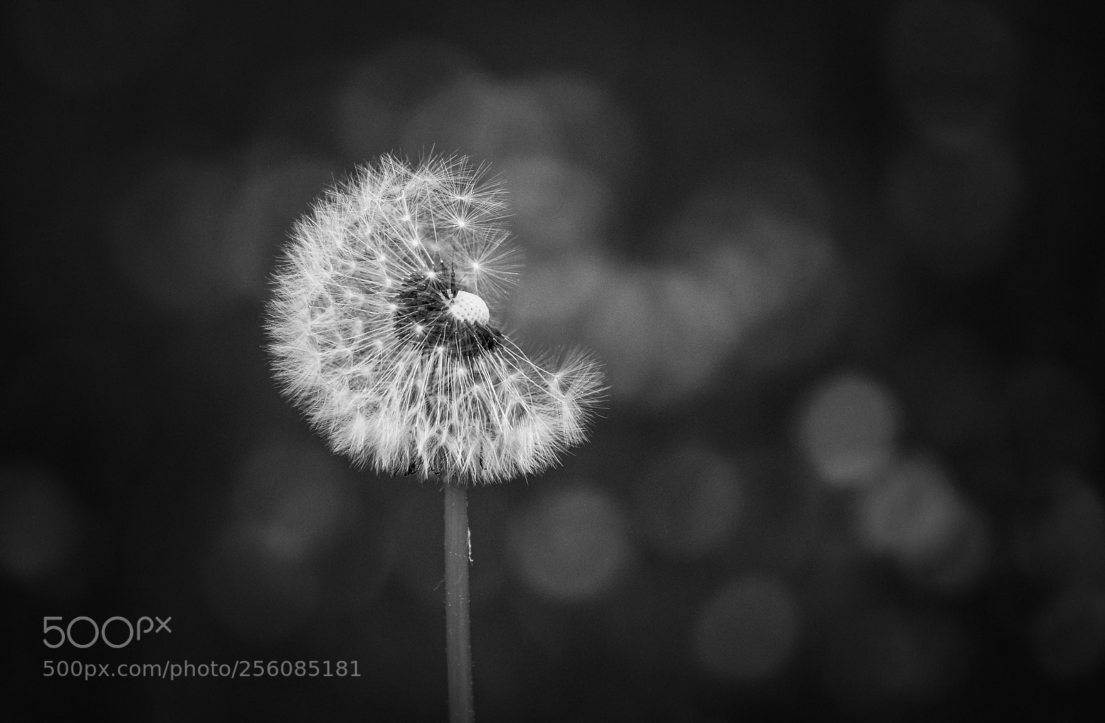Sony SLT-A77 sample photo. Wishes come true photography
