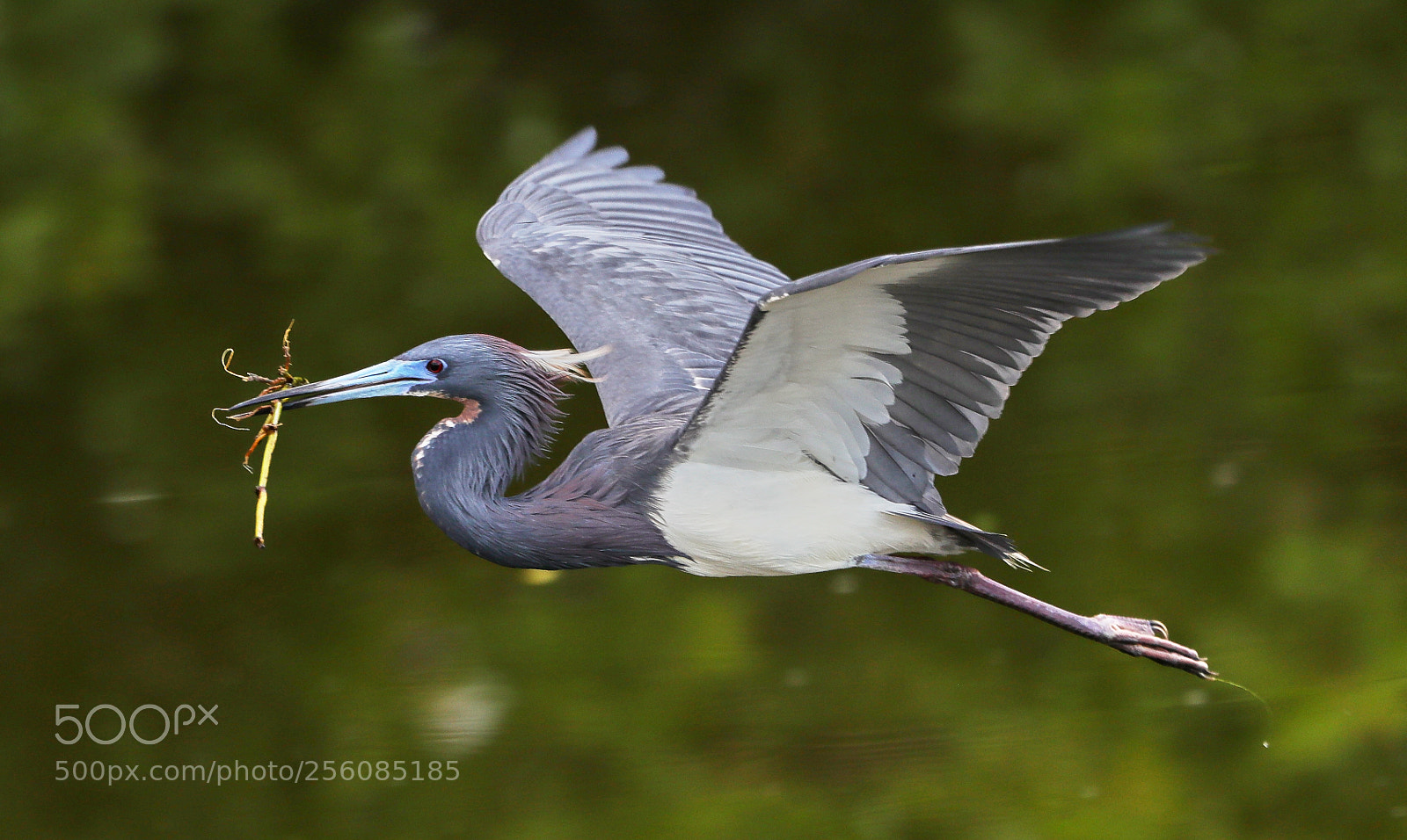 Canon EOS-1D X Mark II sample photo. 05-01-18-0015738.jpg photography