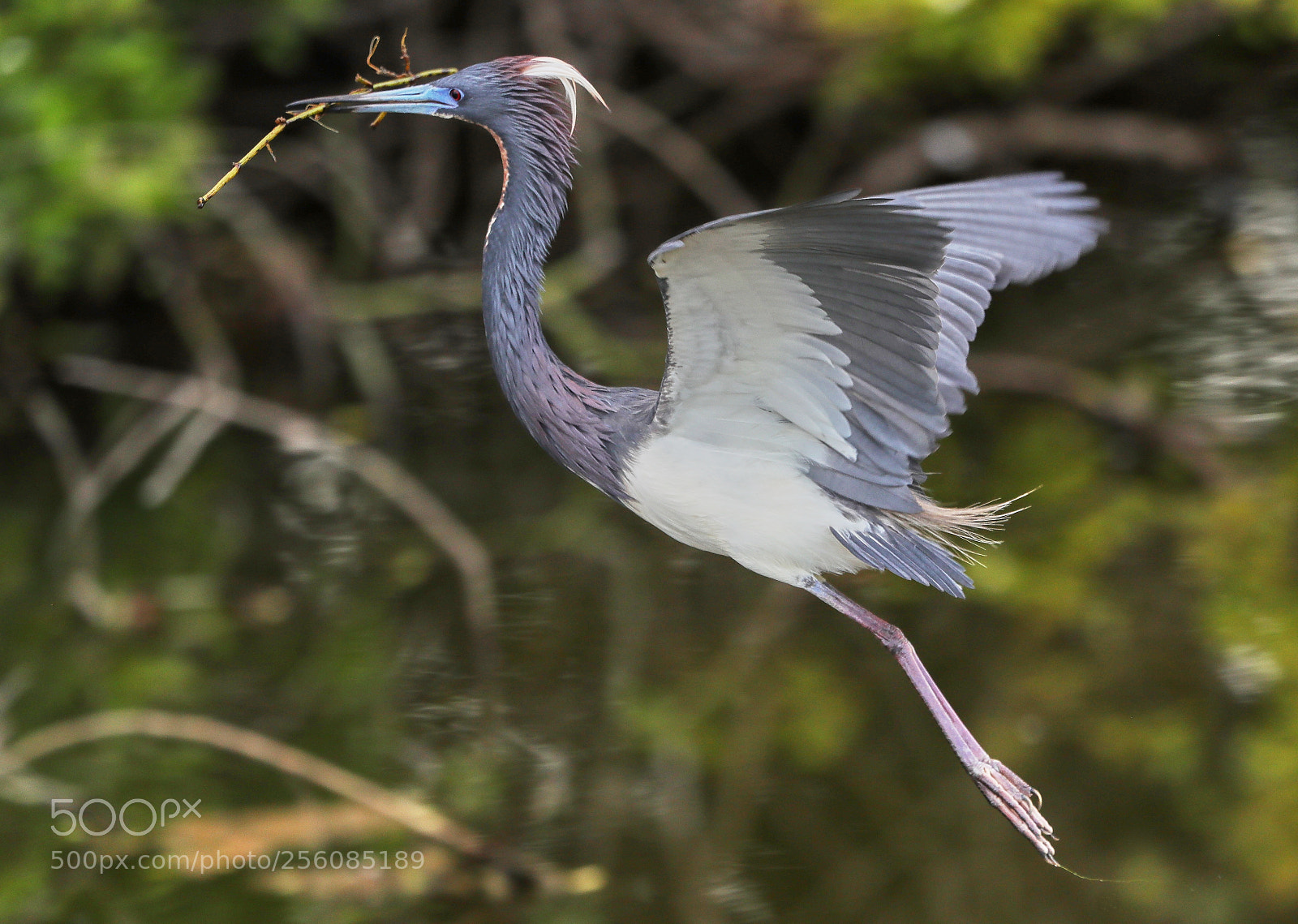 Canon EOS-1D X Mark II sample photo. 05-01-18-0015734.jpg photography