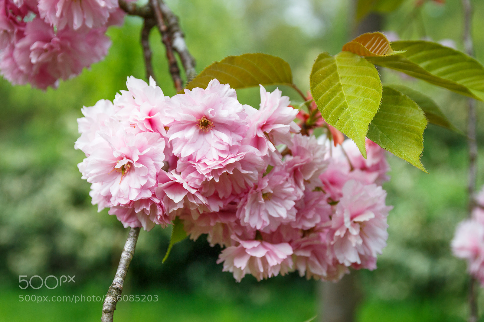 Canon EOS 700D (EOS Rebel T5i / EOS Kiss X7i) sample photo. Cherry blossom photography