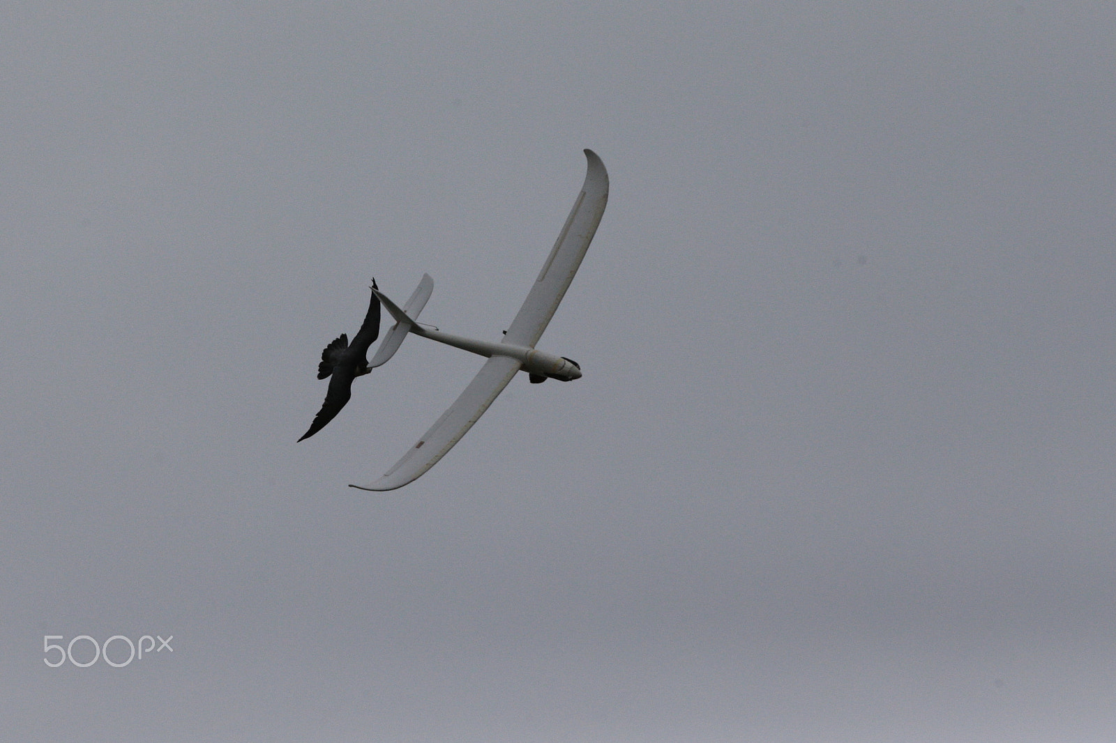 Canon EF 300mm F2.8L IS USM sample photo. Hawk vs plane photography