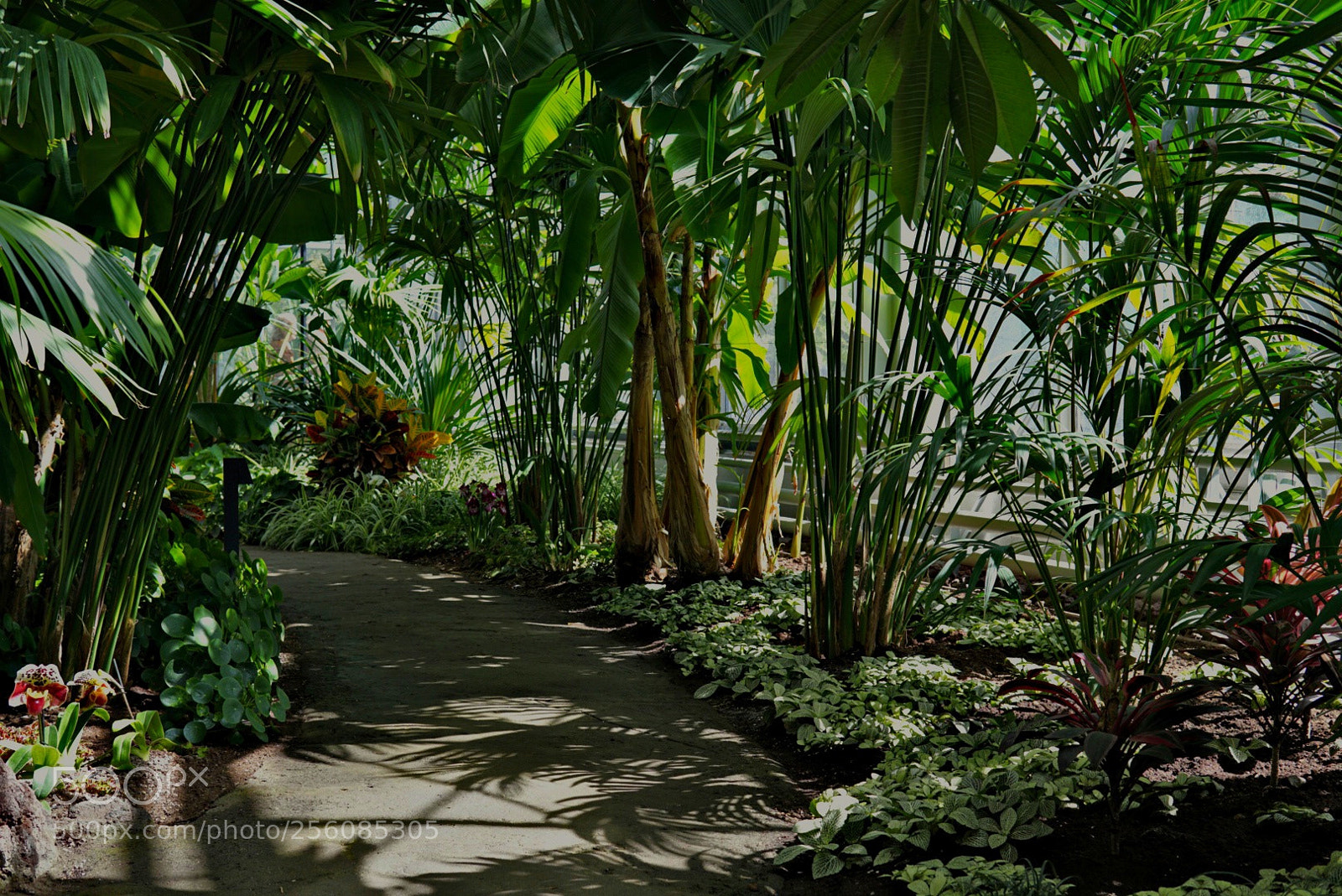 Sony a6000 sample photo. Tropical berlin photography