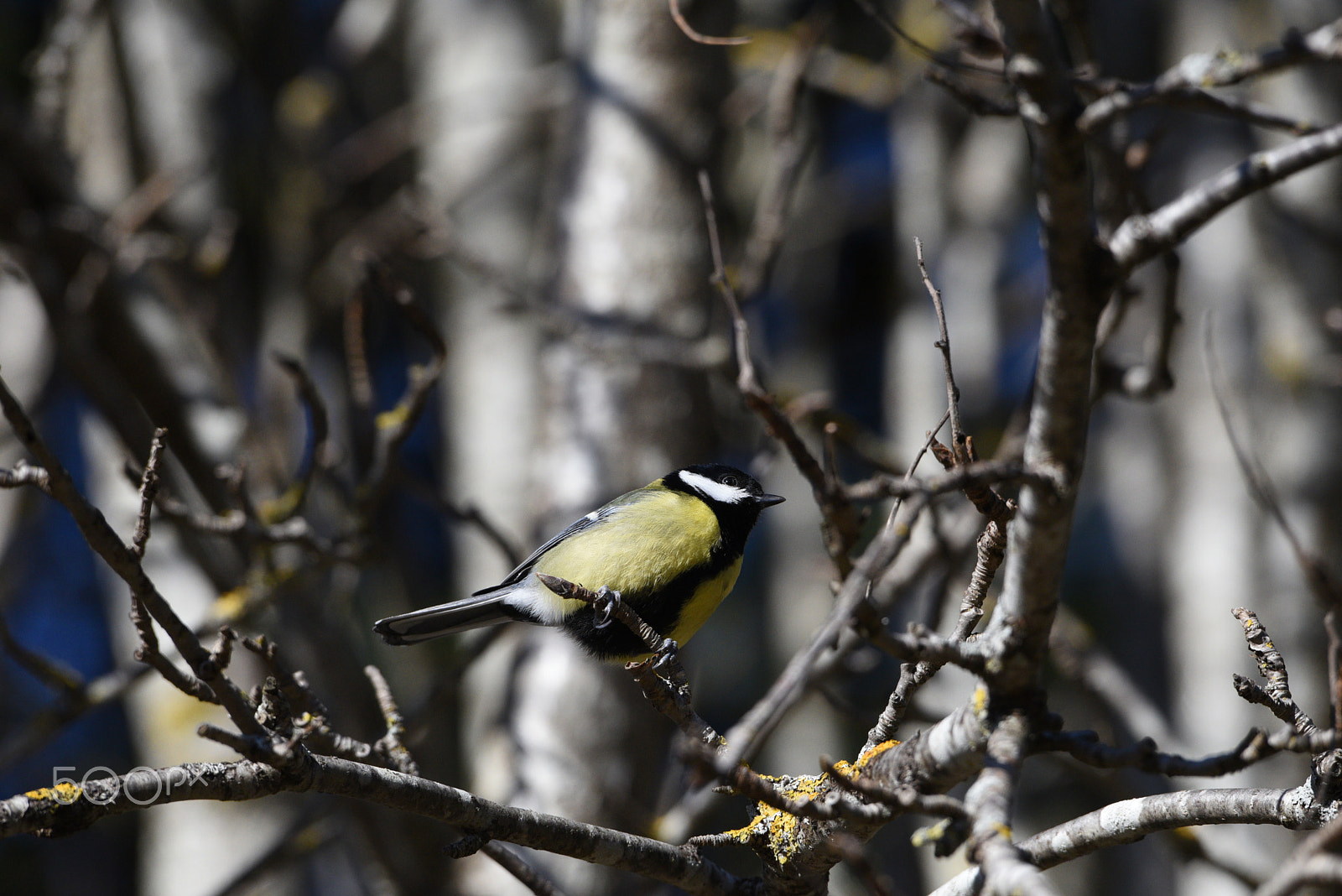 Nikon AF-S Nikkor 200-500mm F5.6E ED VR sample photo. Kjøttmeis, great tit photography