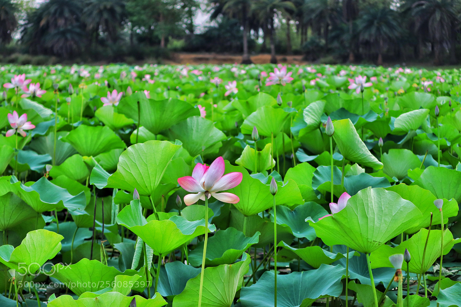 Canon EOS 77D (EOS 9000D / EOS 770D) sample photo. Lotus pond photography