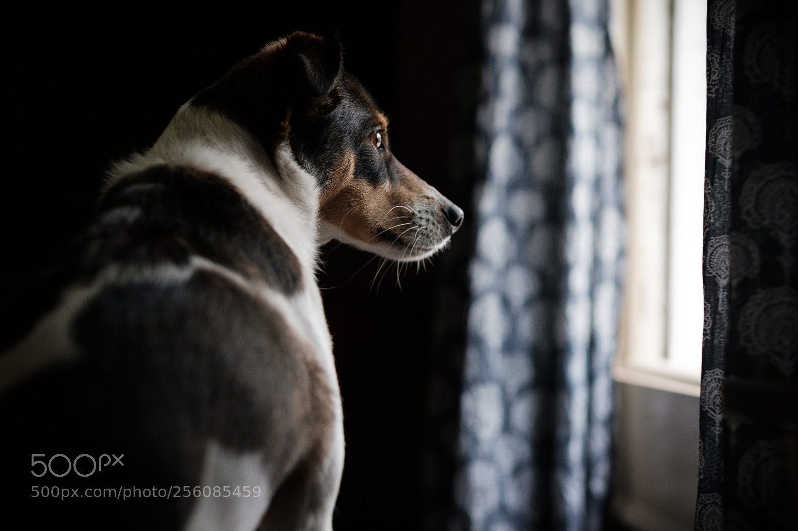 Fujifilm X-Pro2 sample photo. Puppy photography
