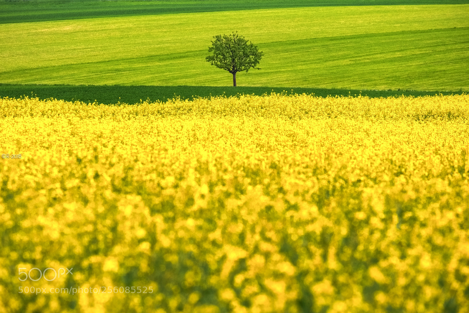 Fujifilm X-Pro2 sample photo. Alone in the fields photography