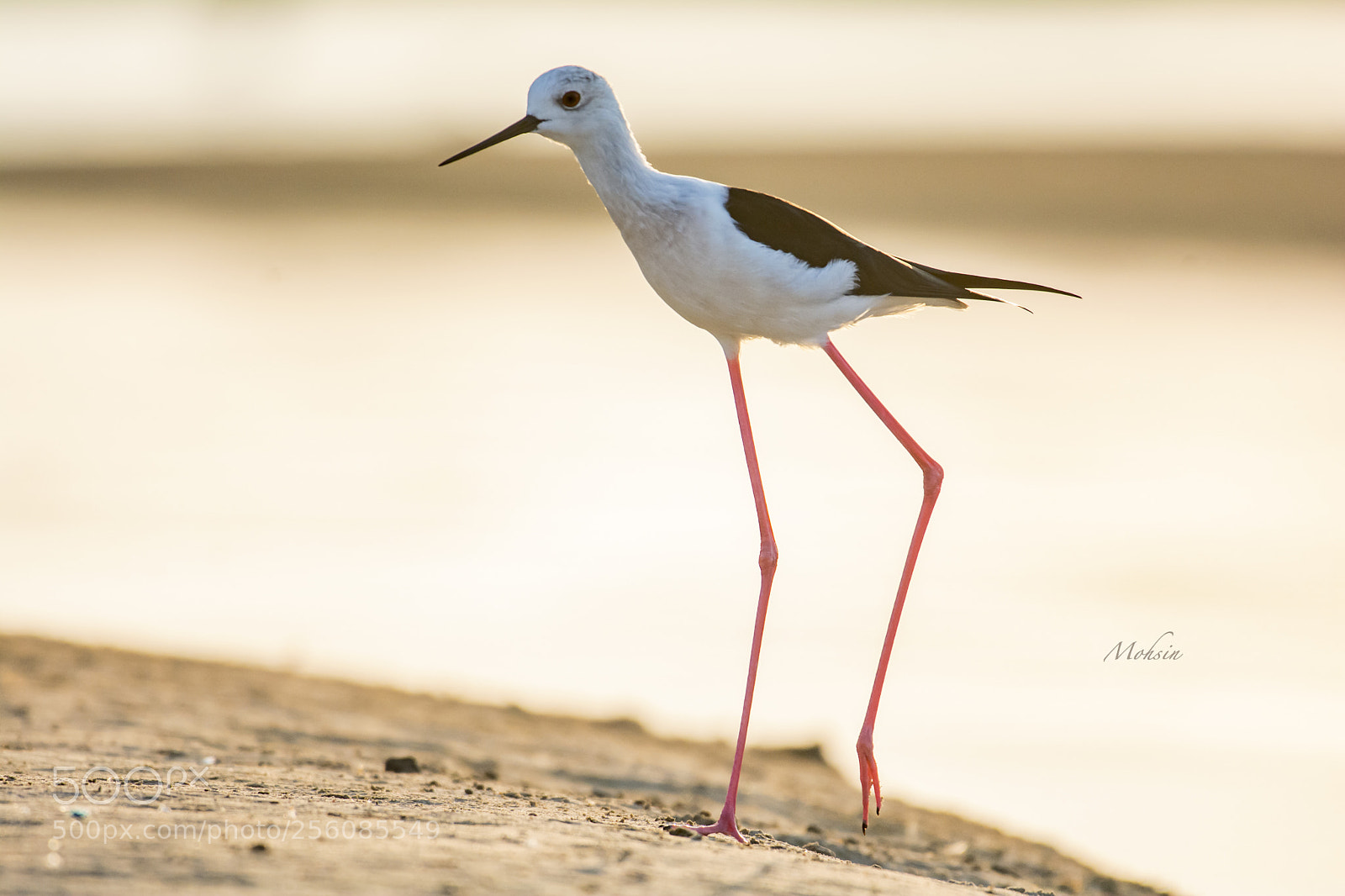 Nikon D7100 sample photo. Black winged stilt photography
