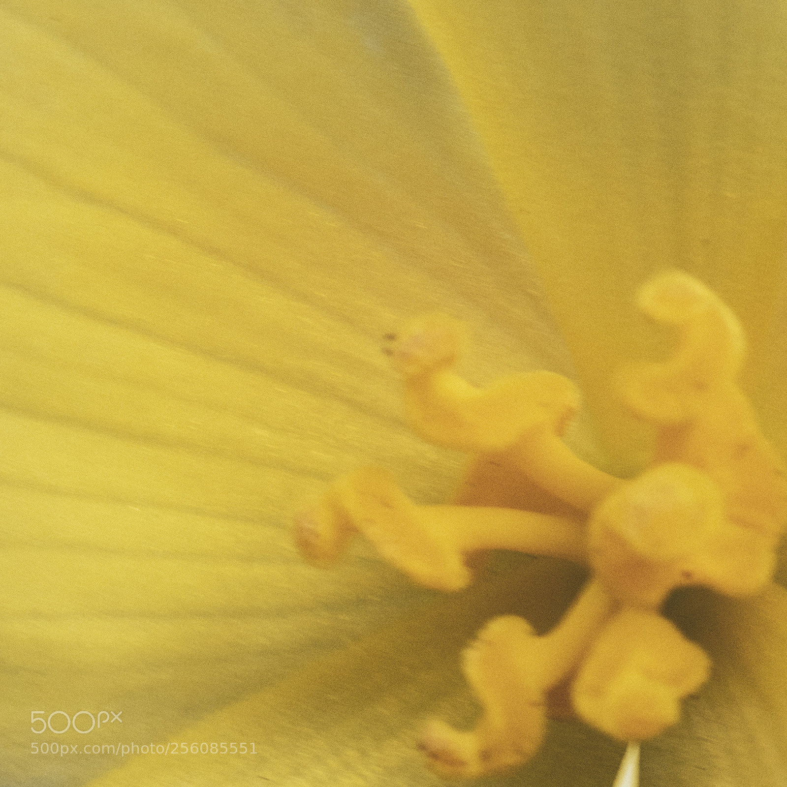 Nikon D750 sample photo. Flower abstract photography