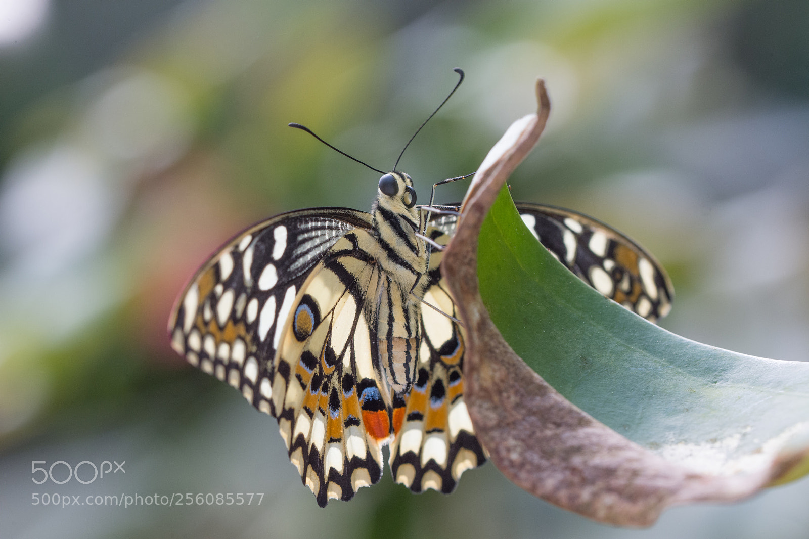 Nikon D7200 sample photo. Butterfly photography