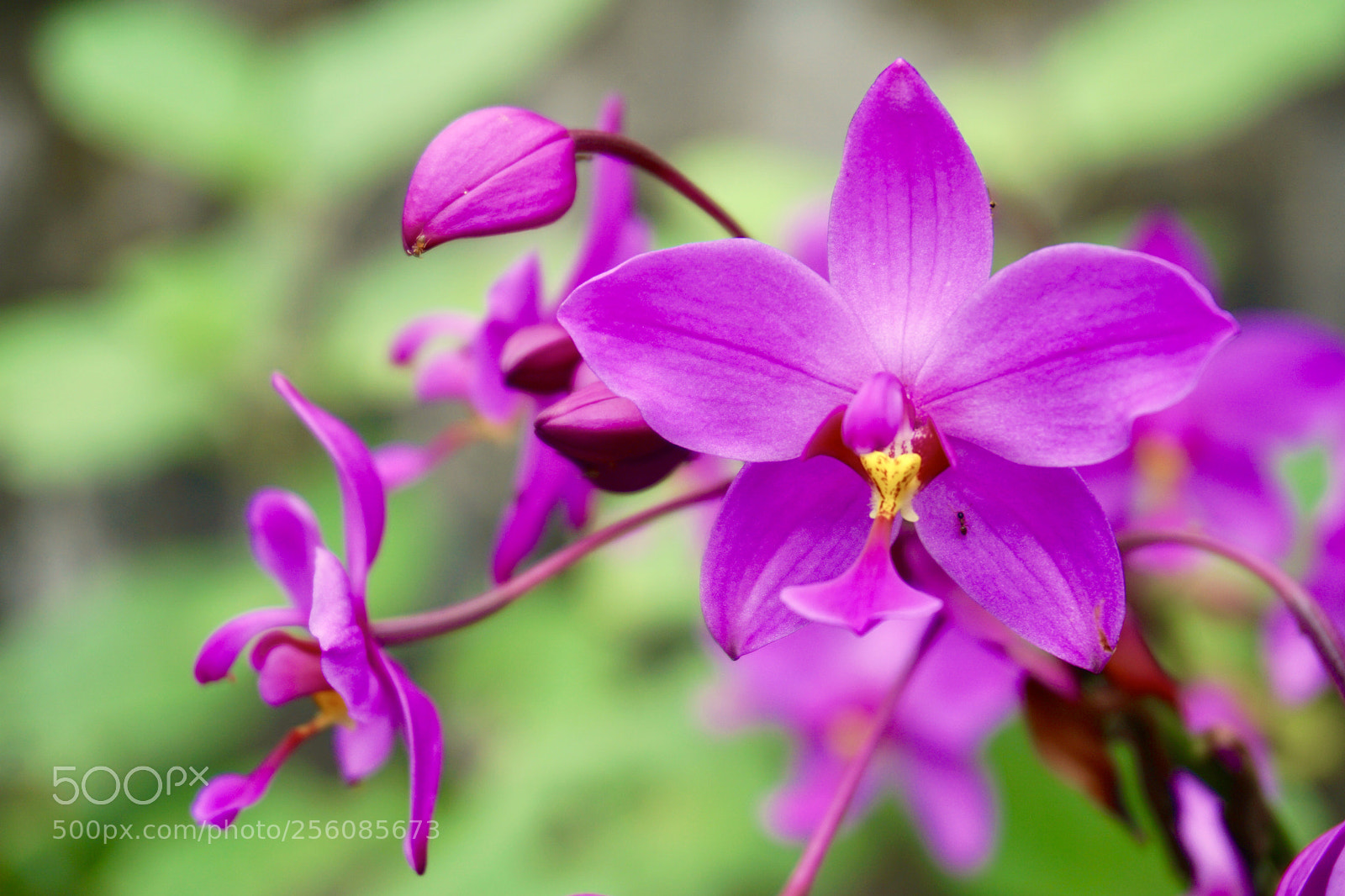Sony a6000 sample photo. Orchid flower photography