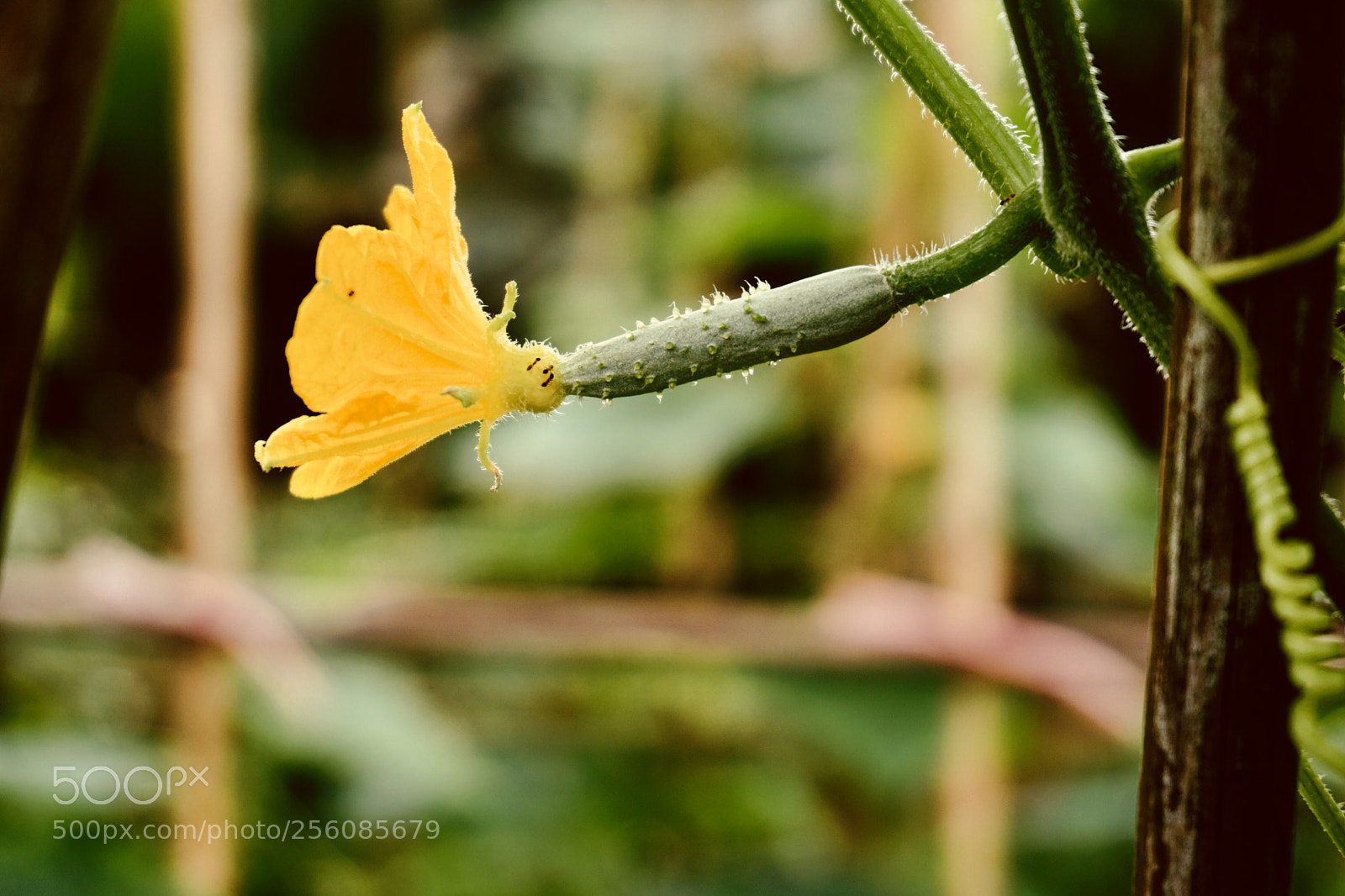 Sony a6000 sample photo. Cucumber flower photography
