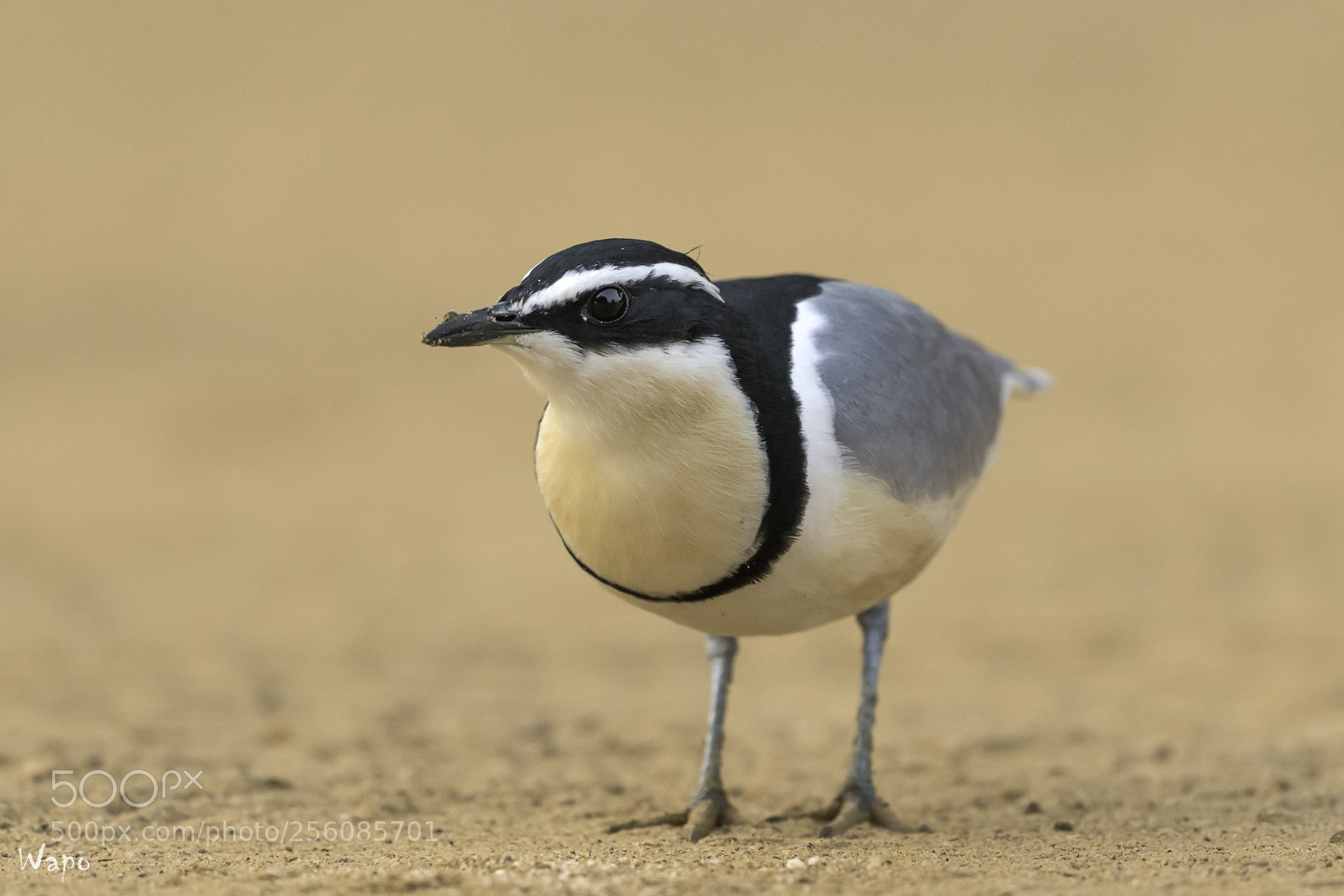 Nikon D500 sample photo. Egyptian plover photography