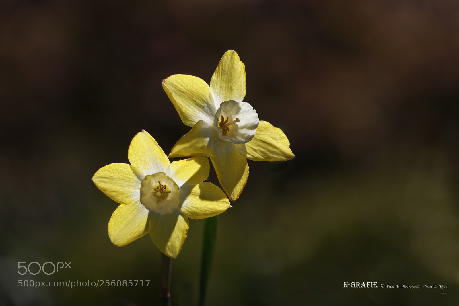 Canon EOS 80D sample photo. Narcissus photography