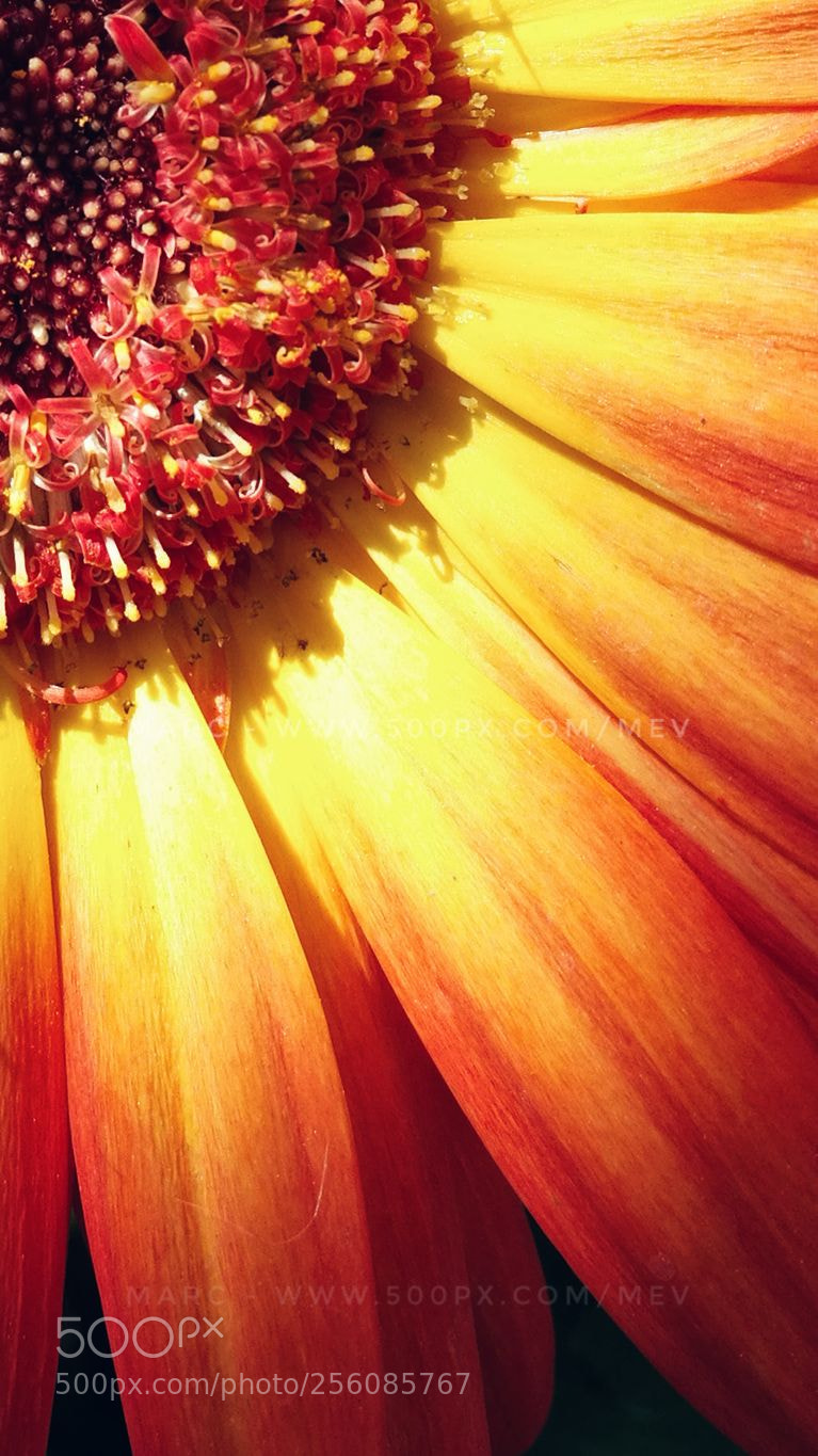 HUAWEI Honor 8 sample photo. Sunny photography